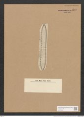 Surirella arcta A. Schm. (de-Toni-Nr.: Genus 53, Species 2390) Zeichnungen Sammlung Grunow Nr. 4797 (NHMW-BOT-W0372943)